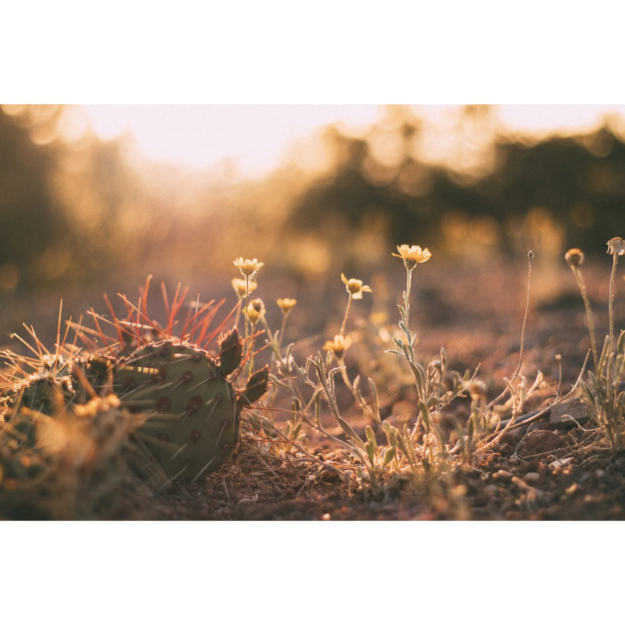 NYC Breathwork Circle - Springing Forward