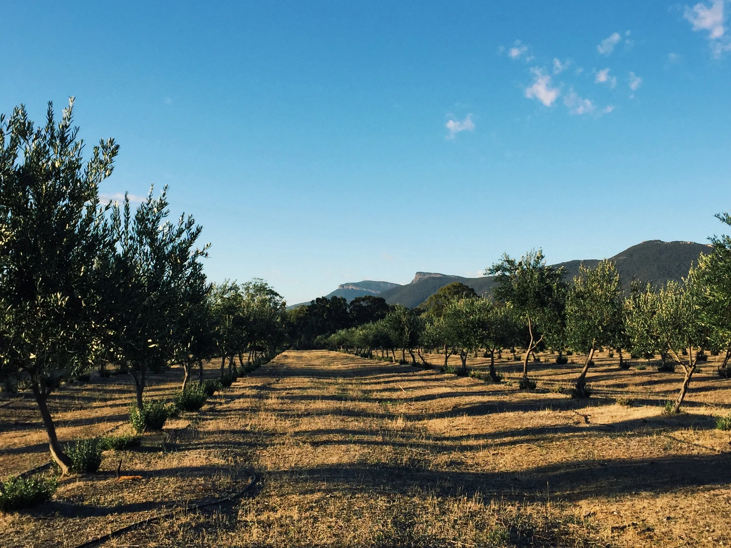 Why buy Australian olive oil?