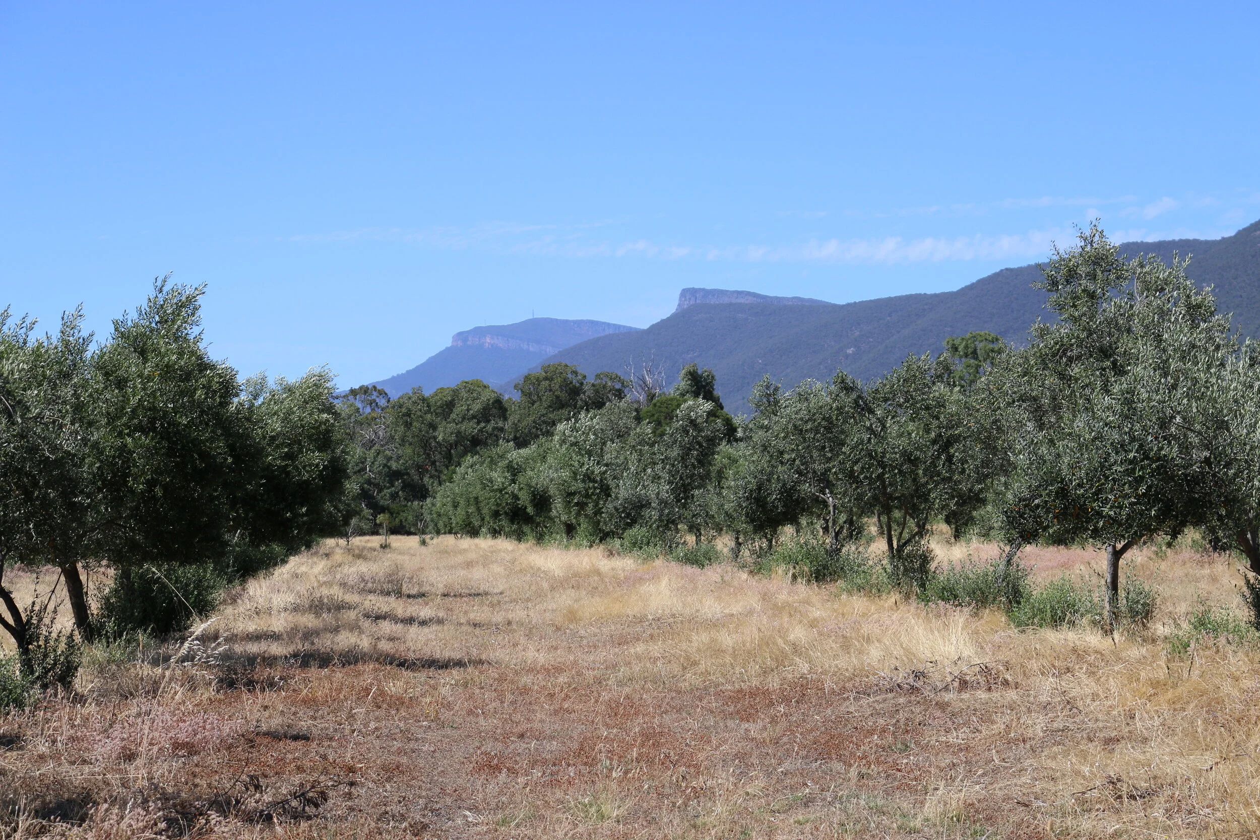 2021: What does a wet summer mean for the olive grove?