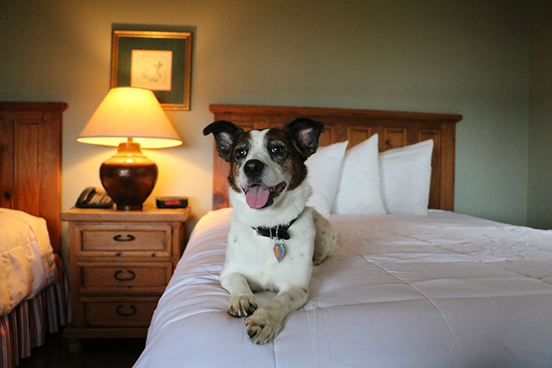 Canyon of the Eagles Nature Resort is very dog friendly and hosts a dog training session and nature hike every Saturday. Staff photo by JoAnna Kopp