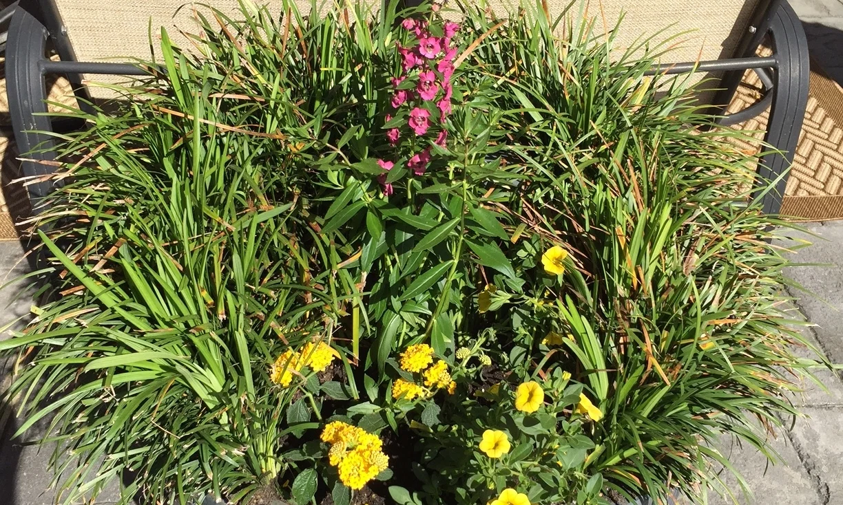 McCarthy pot 11.JPG