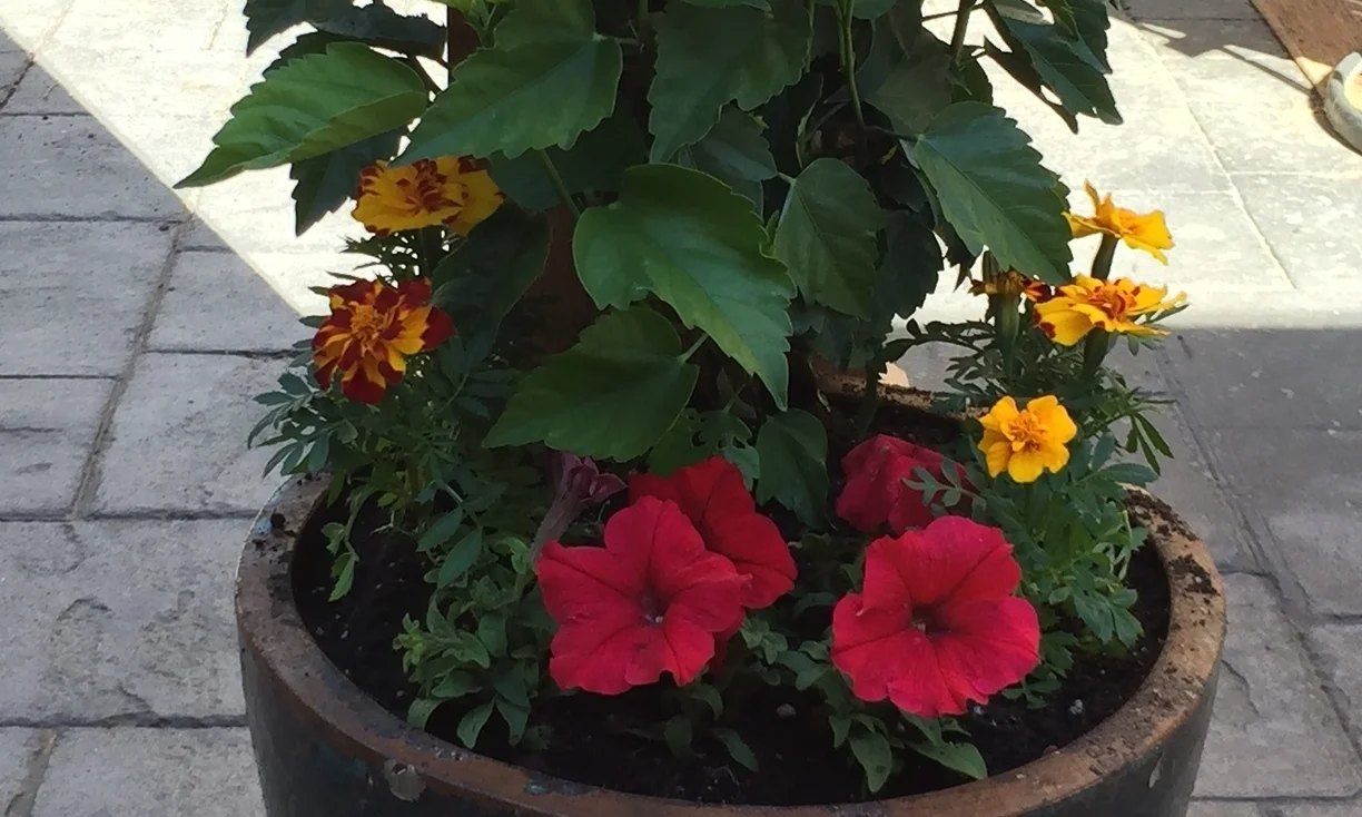 McCarthy pot 10.JPG