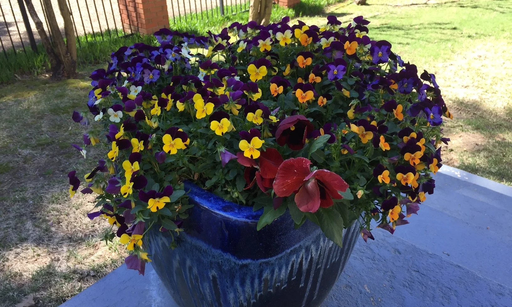 McCarthy pot 9.JPG