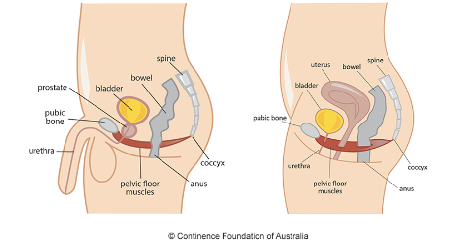 The Best Treatment for Painful Sex Explained — The Center for Modern