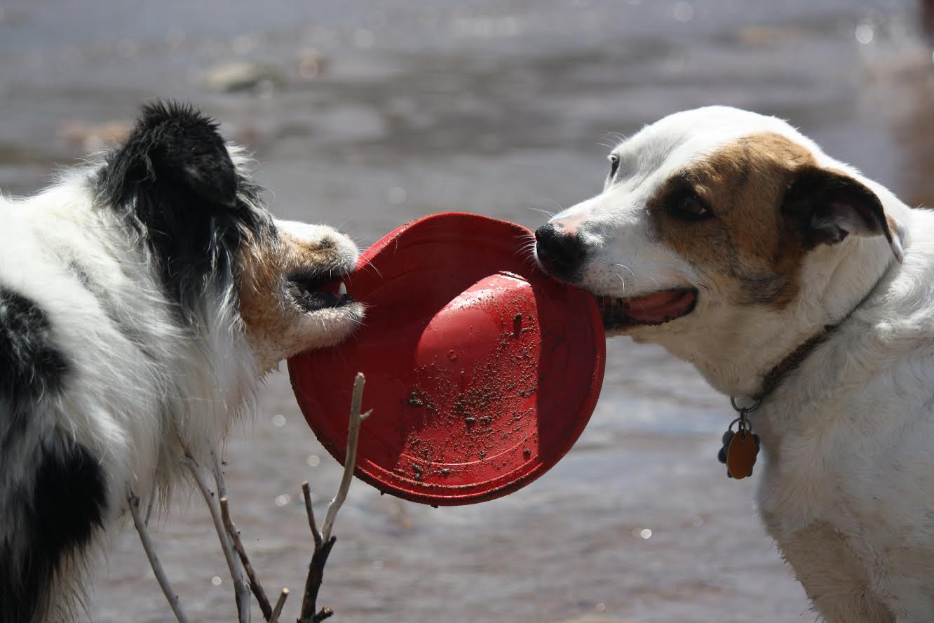 Dogs and frisbee.jpg