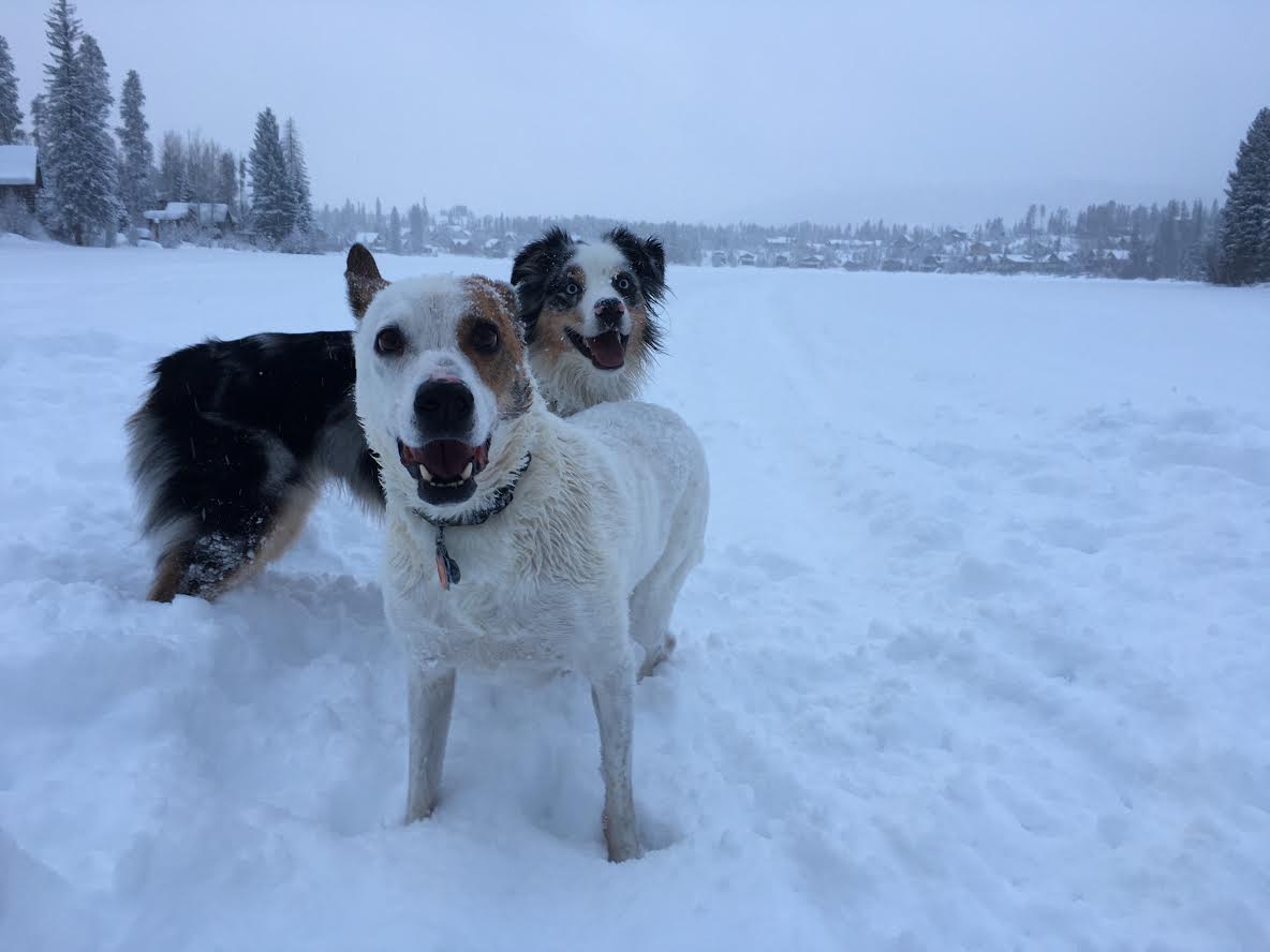 dogs in snow 2.jpg