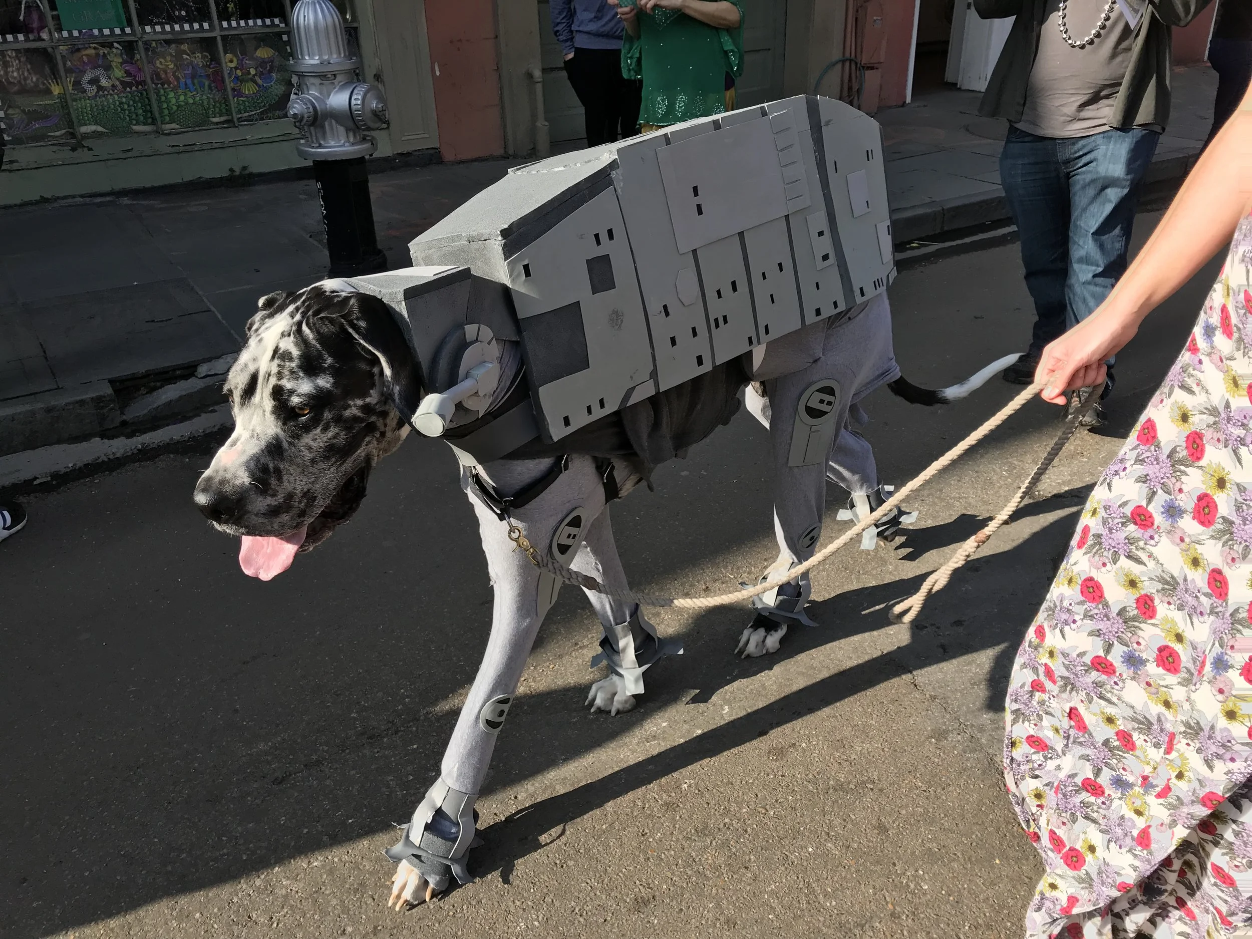 Dog parade.jpg