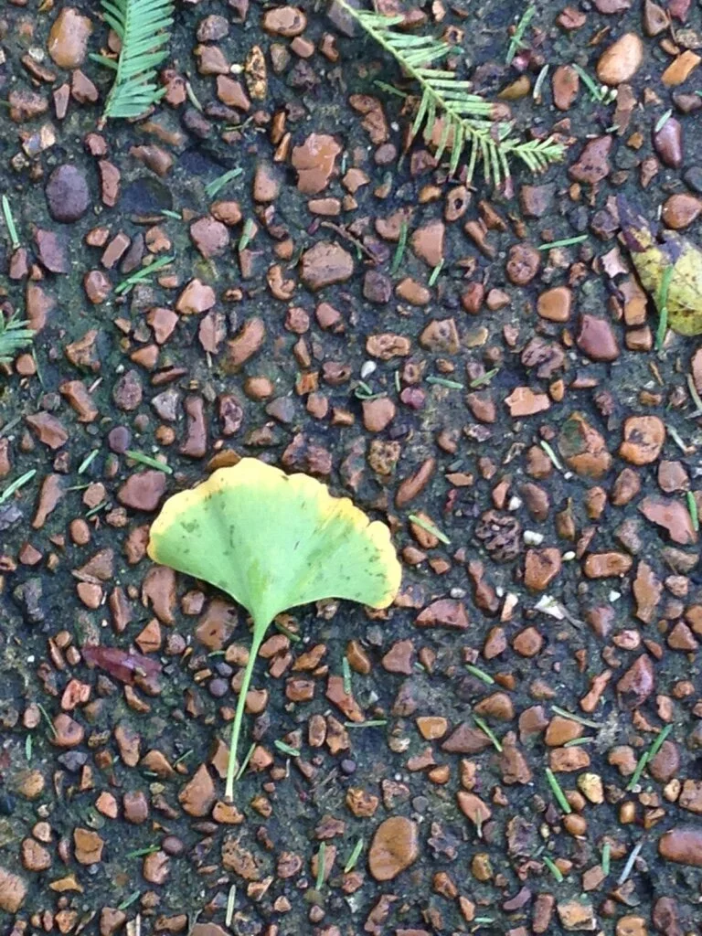 Ginko leaf.jpg