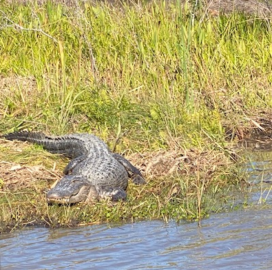 Alligators in swamp.png