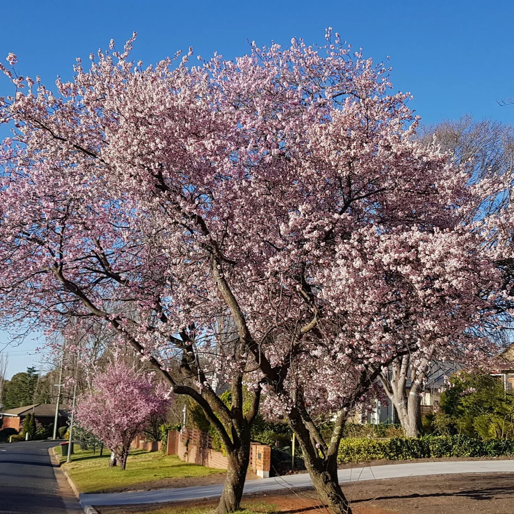 Spring Oragne The miracle of spring... — The Sampson - Orange