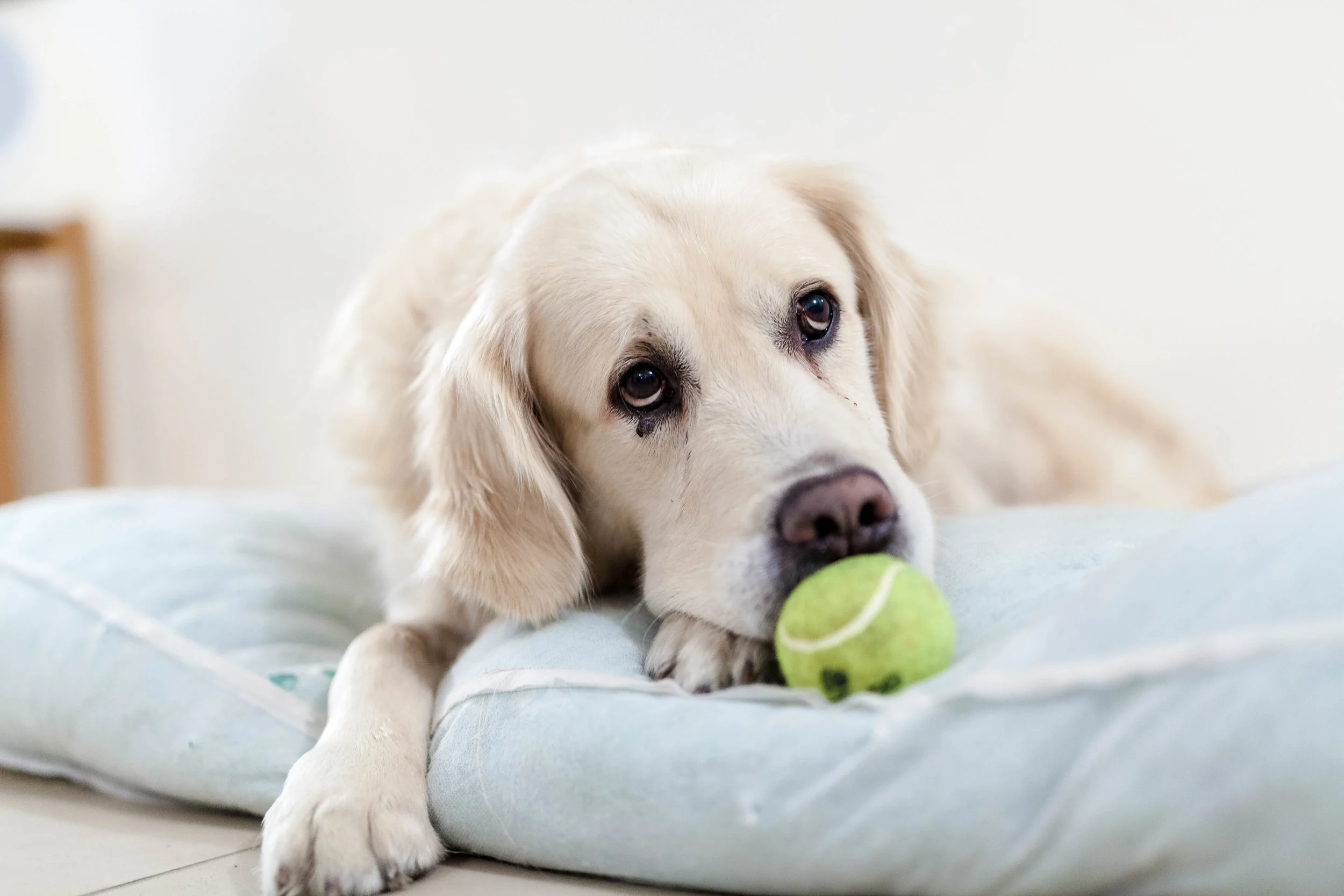 Chronic Illness and Cancer Counseling, Alpharetta, GA