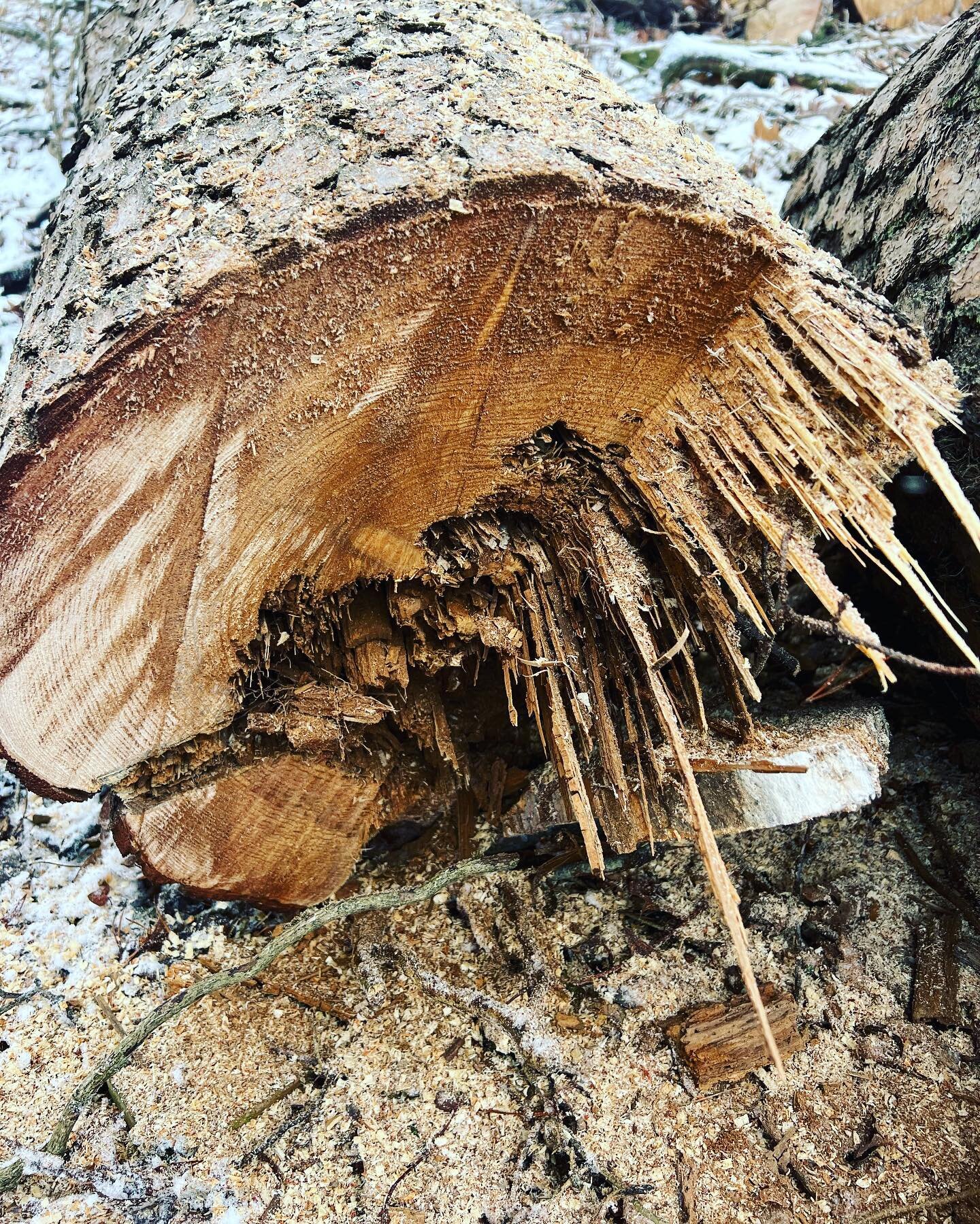 Little punky Virginia Pine. Looks like wind shake that lead to freeze thaw cracking.