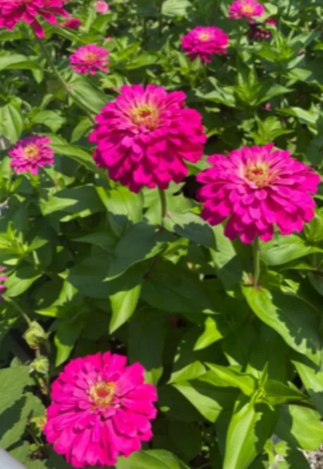 PHFF DAHLIA PIC 3.JPG