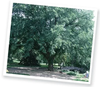 elm tree.jpg