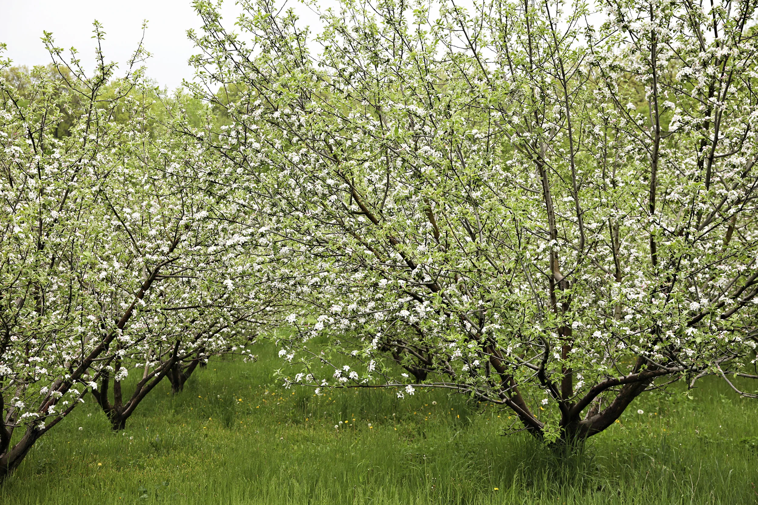 ElmTreeFarm2016_04.jpg