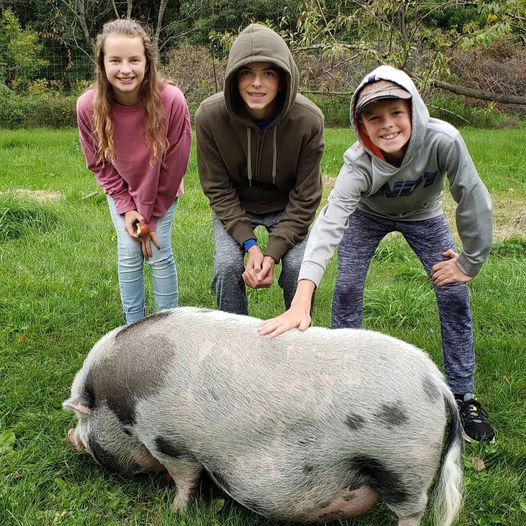 Walter was a star attraction at our open picking day on Sunday.
#theelmtreefarm #organicorchard