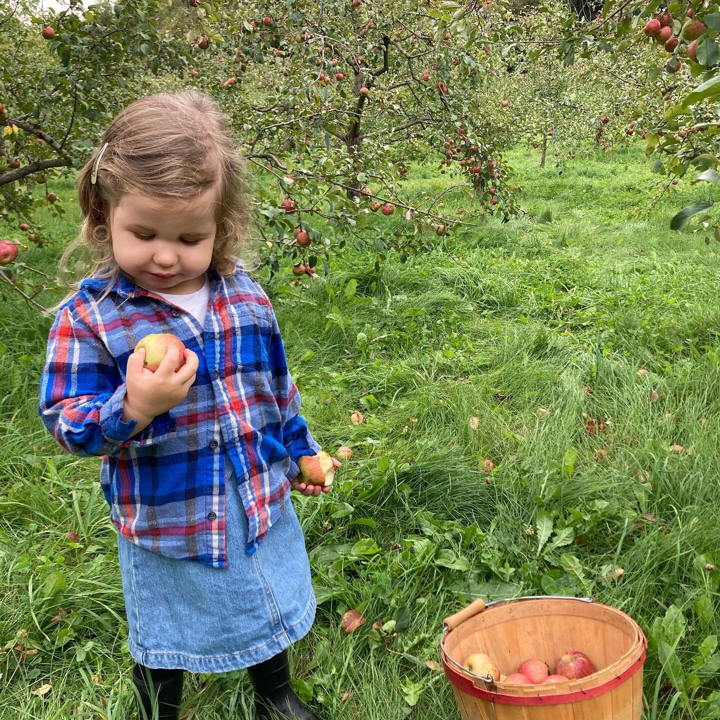 One of many young harvesters enjoying the organic Haralson apples today.
#theelmtreefarm #organic orchard # organic farm #organicapples