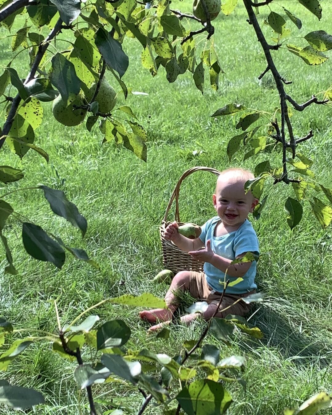 Young orchard helper Hazel harvesting Patten Pears.
#organicpears #organicorchard