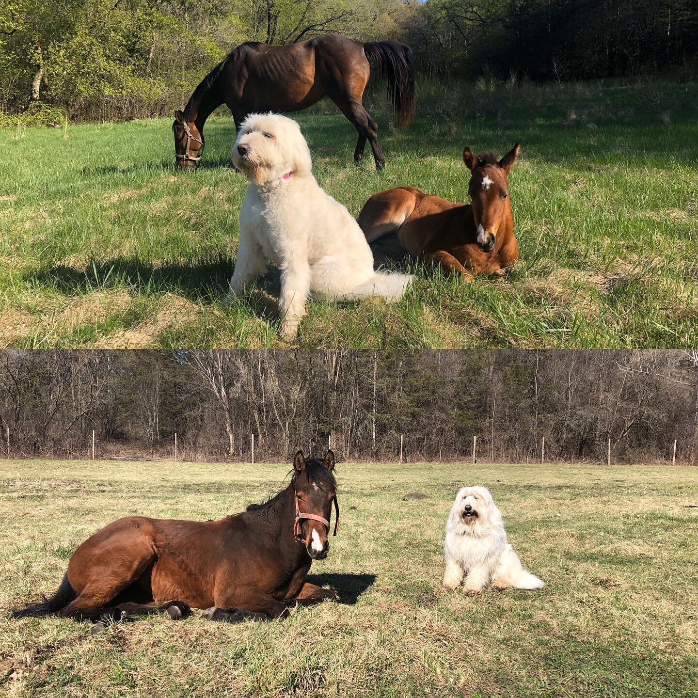 These two pics are exactly a year apart. Blanca is still babysitting but the baby is much bigger! And Blanca needs a haircut. So do I.
#thelmtreefarm