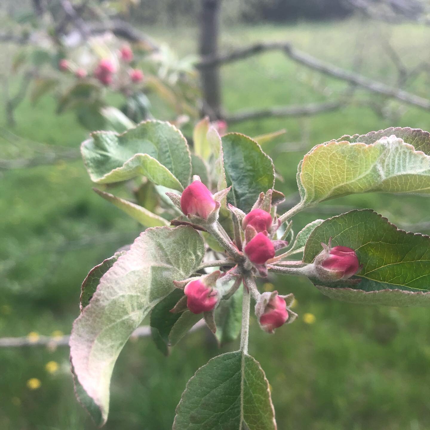 The orchard is just starting to bloom! These are Fireside, Haralson and Zestar blossoms.#organicorchard #organicapples