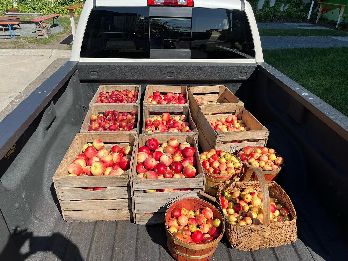 Last of the apples coming off the trees. A challenging year with the  lack of rain and lack of help but overall a pretty good production. #organicorchard #organicfarm #organicapples