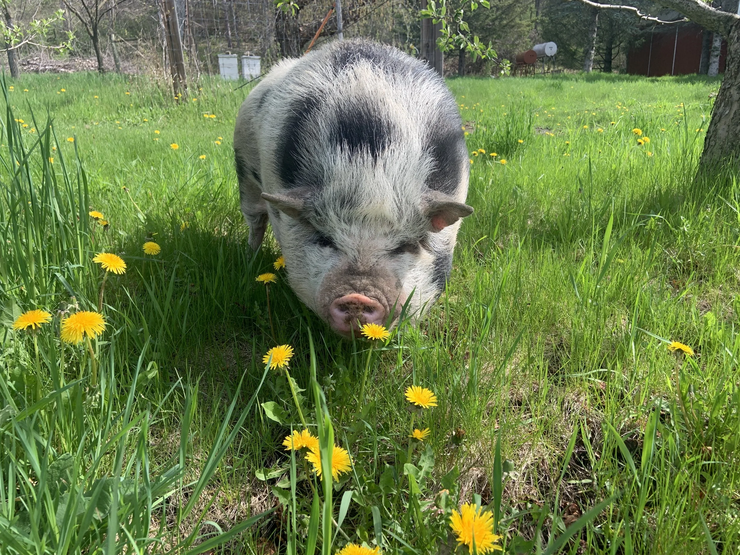 Walter and Dandelions.JPG