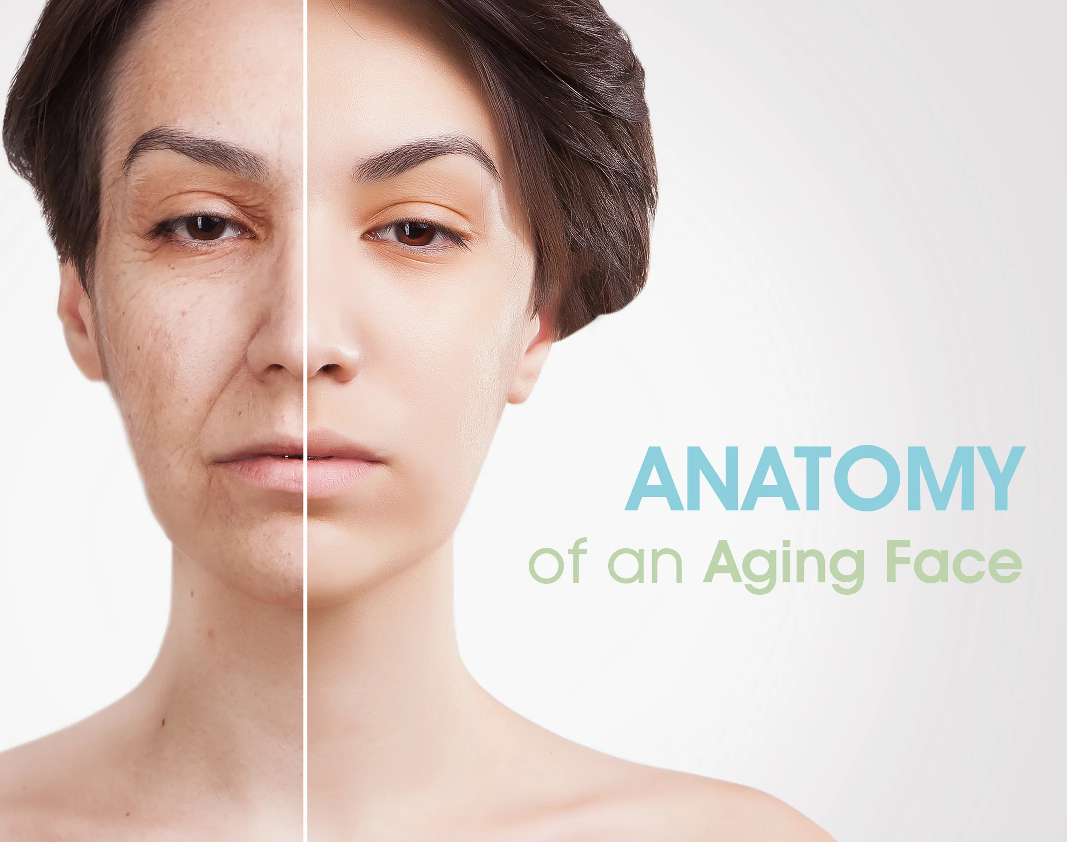 The Anatomy of an Aging Face