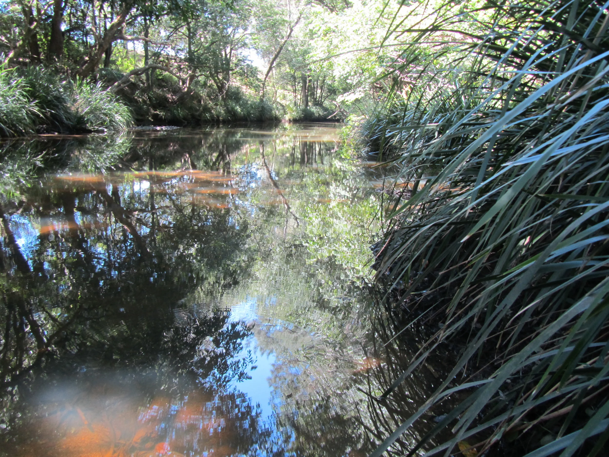 Preliminary Vegetation Assessment, Wingham