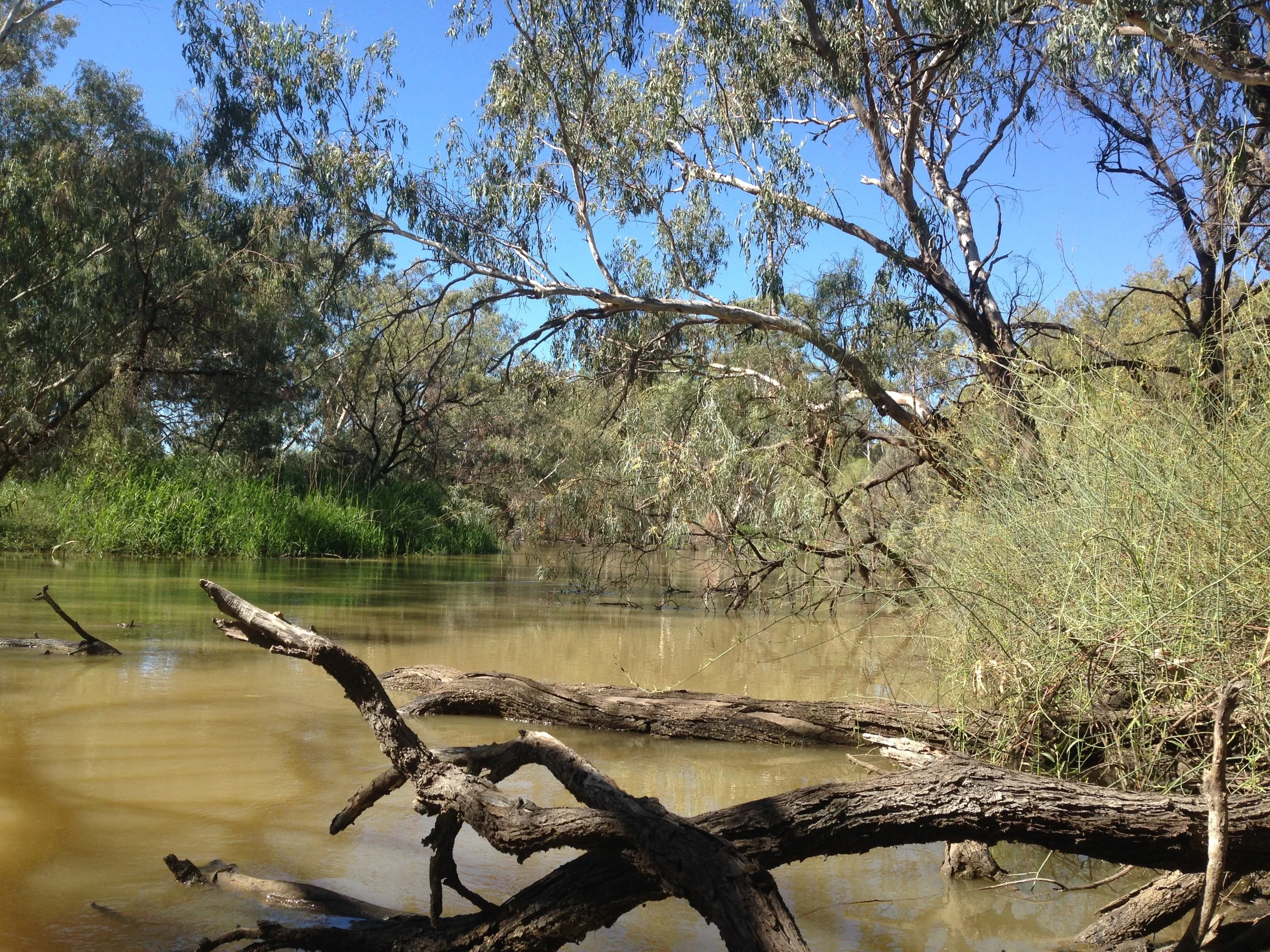Vegetation Survey of the Macquarie Marshes