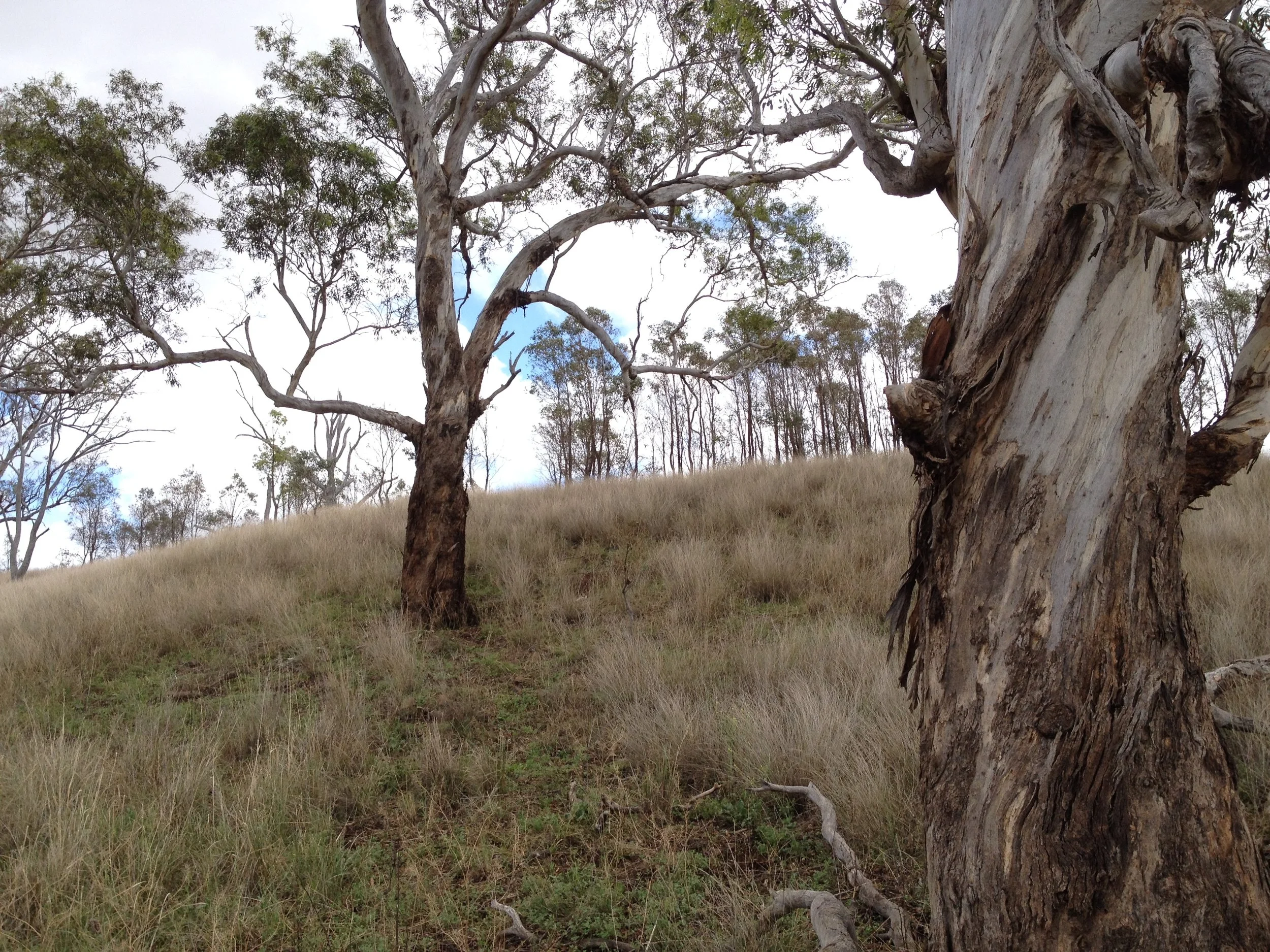 Evaluating alternate response models of endangered box gum grassy woodland following livestock exclusion (Part One)