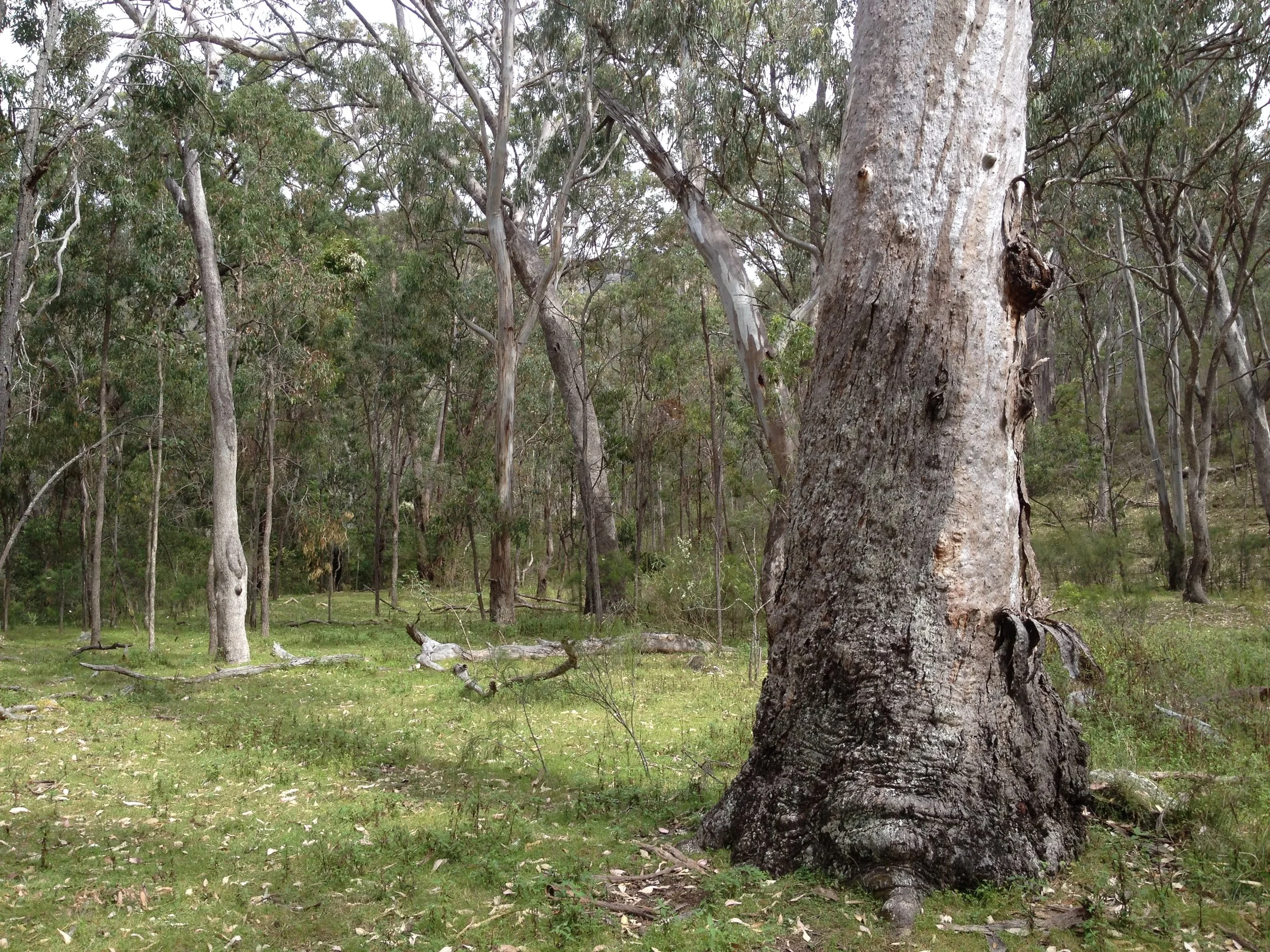 Testing Alternate Response Models of Grassy Ecosystems (Part Two)