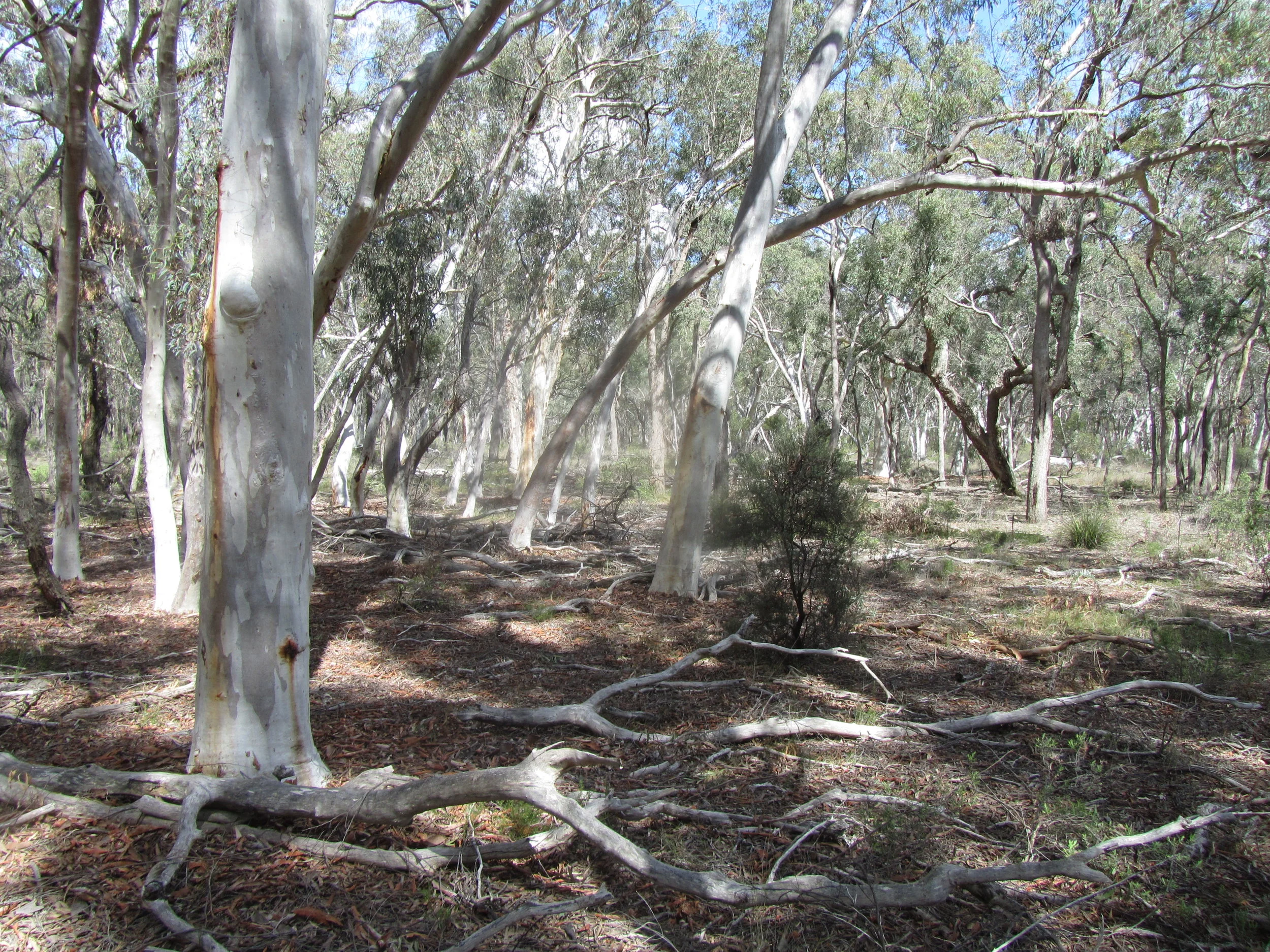 scribbly gum woodland.JPG
