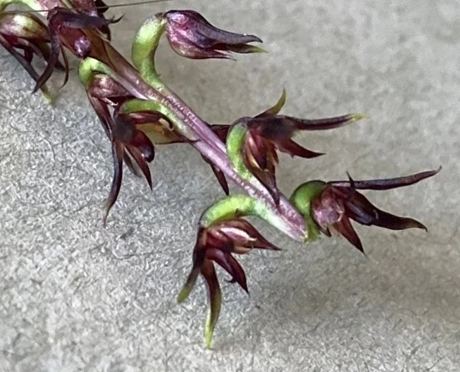 Recent Flora and Vegetation Projects Key Botany Flora and