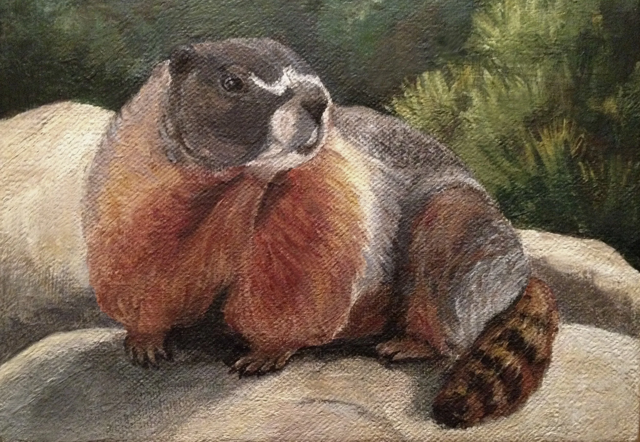 Great Basin Marmot