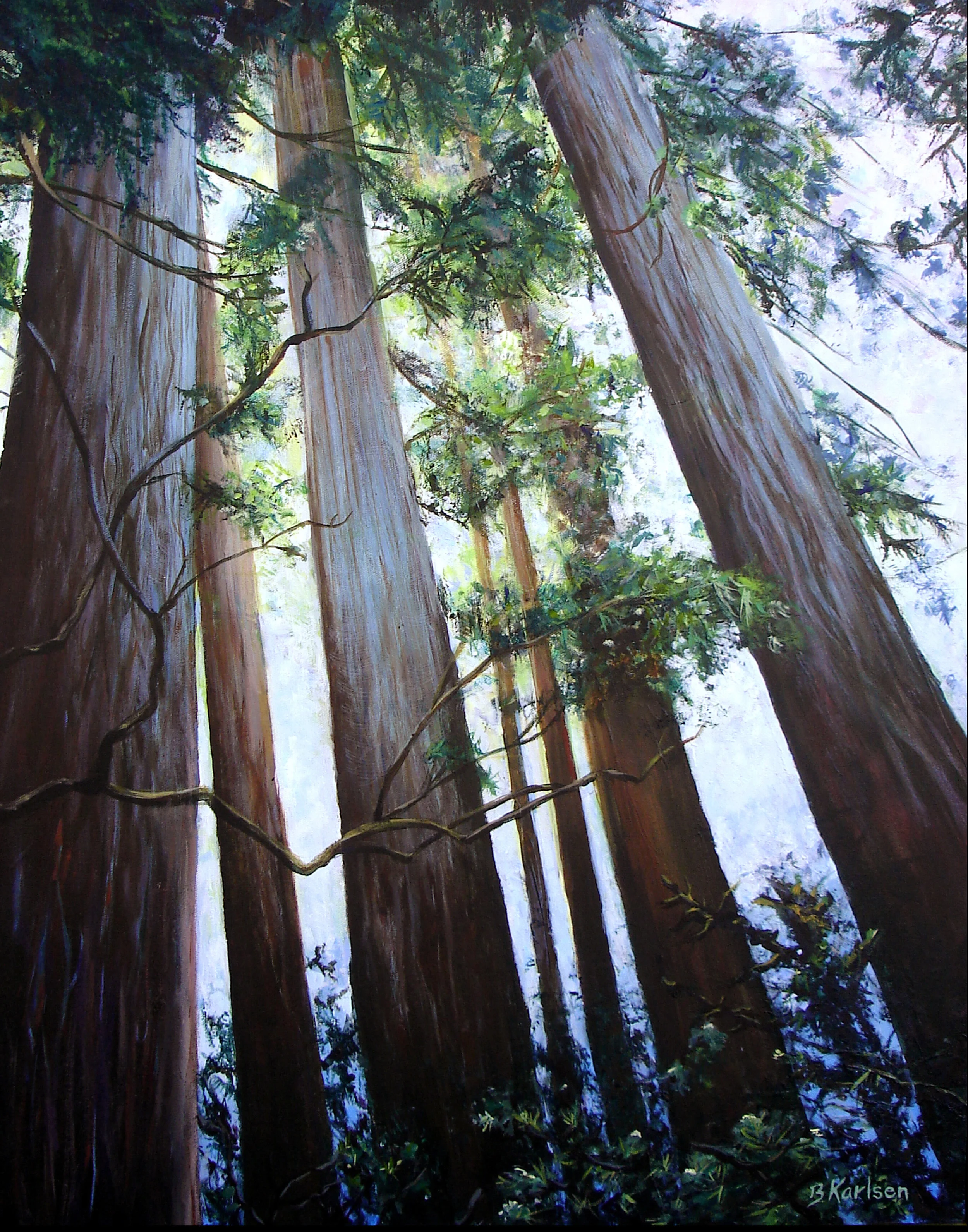 Redwood Glory