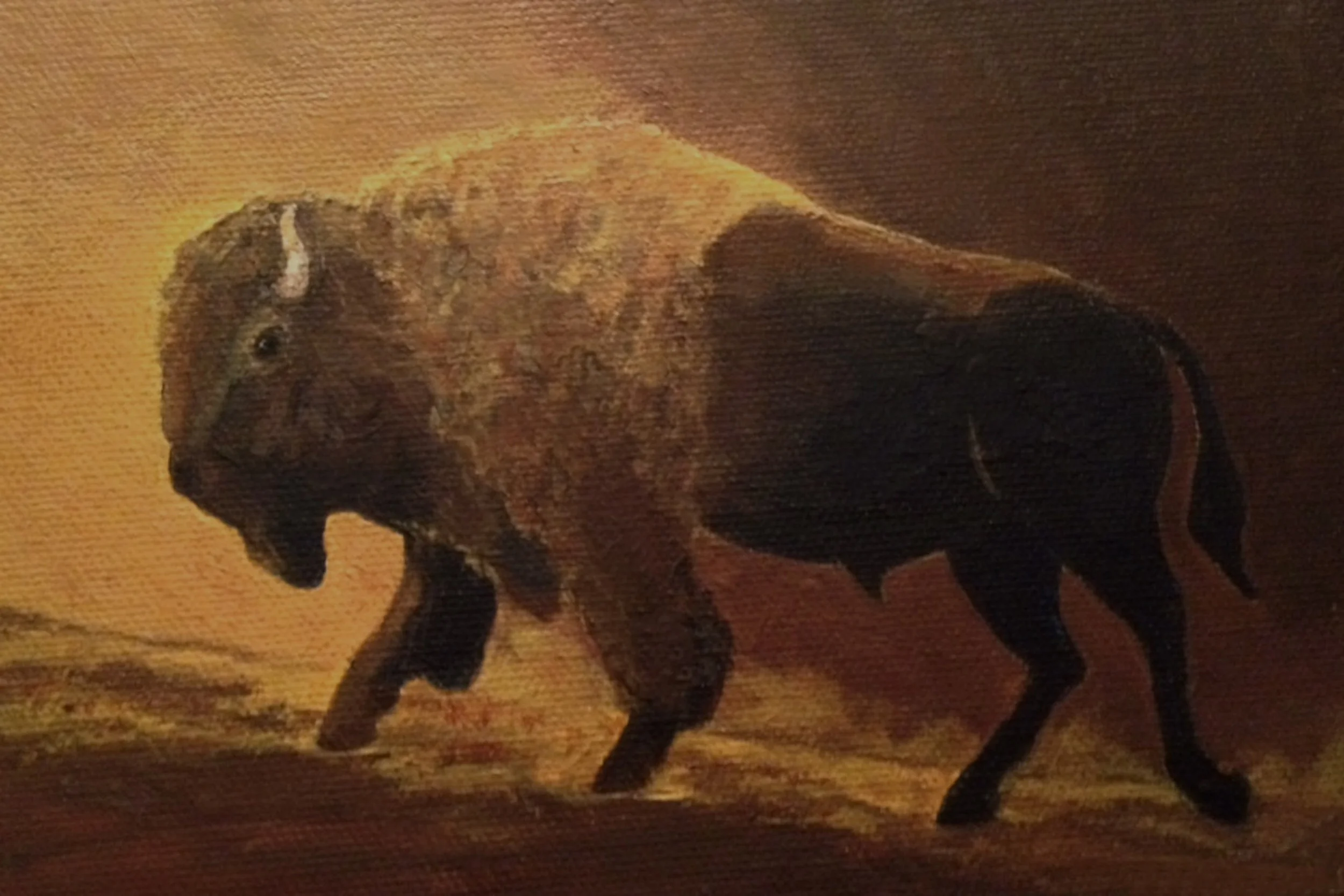 Yellowstone Bison