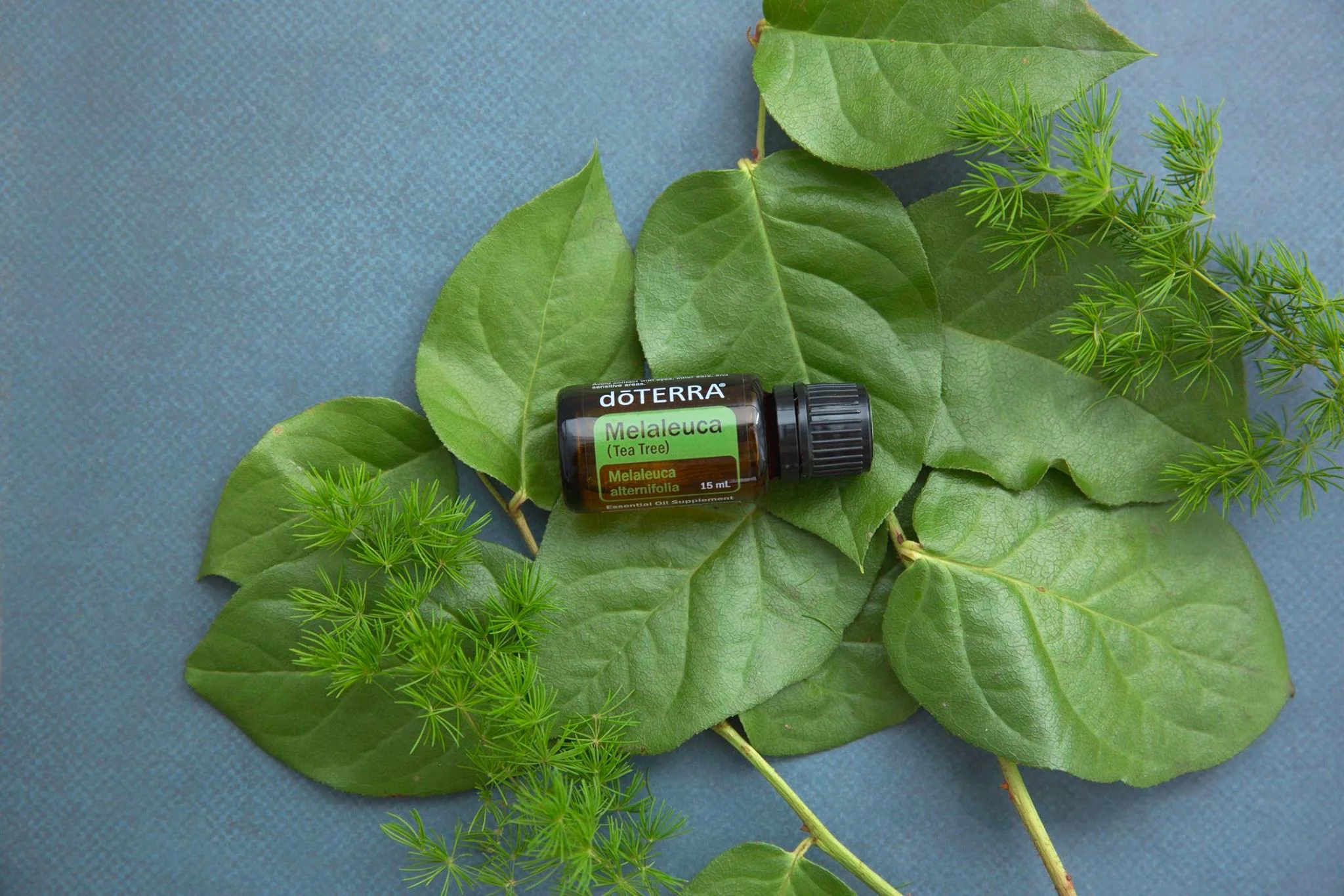 Melaleuca+EO.jpg