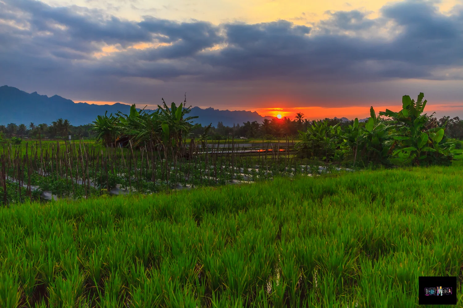 RICEFIELD.SUNSET.jpg