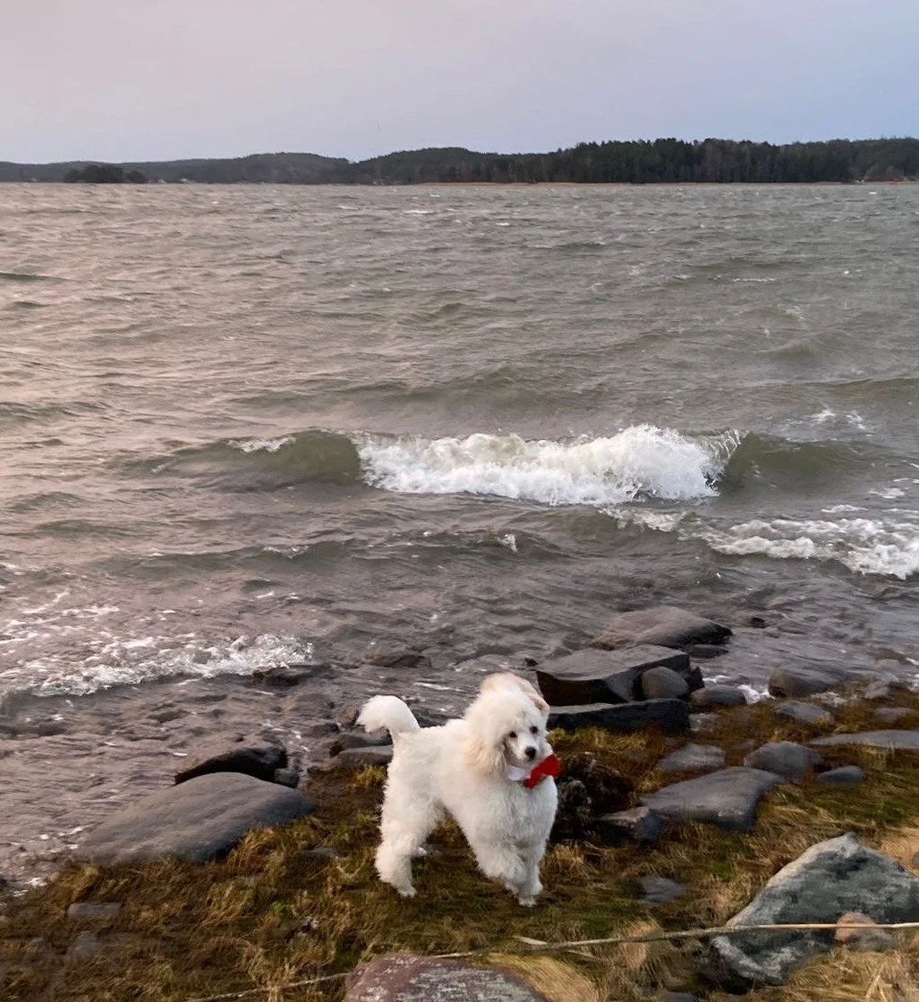 8.000 euron koira ja hallinnollisen väkivallan anatomia