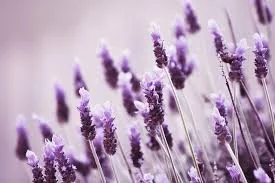 Lavender grows well in Perth, and attracts bees too.&nbsp;
