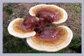 Reishi mushroom fruiting body