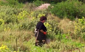 People living a traditional lifestyle in Crete eat an abundance of local wild foods, and live long, healthy lives. 