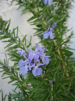 Rosemary is vey commonly grown in Perth and is abundant in mood boosting properties. 