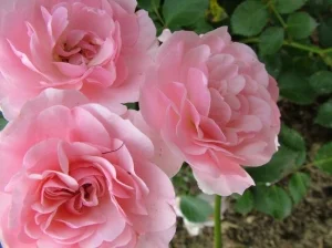 Roses are uplifting and antidepressant, and if unsprayed, they are edible and make a lovely tea.&nbsp;