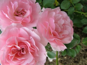 Roses are uplifting and antidepressant, and if unsprayed, they are edible and make a lovely tea. 
