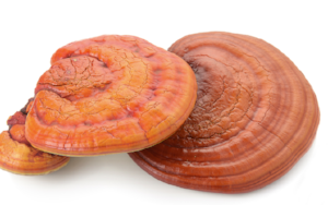 Reishi mushrooms