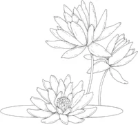 waterlily.jpg