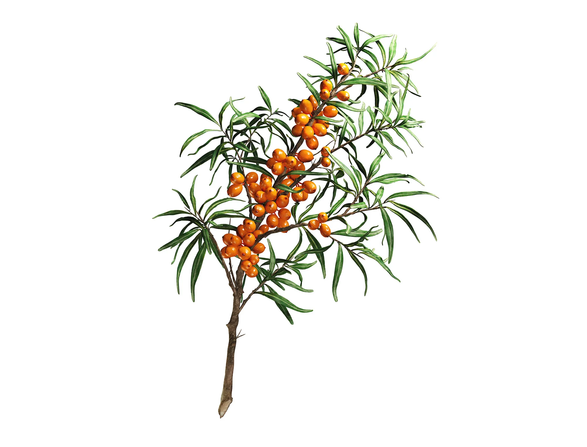 Kaskein_Seabuckthorn.jpg