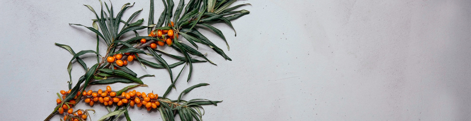 kaskein_forest_details_seabuckthorn.jpg