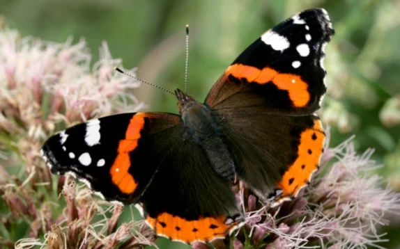 admiralis_574x3551.jpg